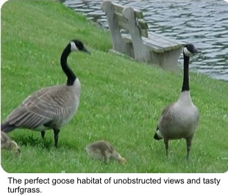 Photo Goose habitat of unobstructed views and tasty turf grass