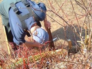 Excess staking cut back on repaired area